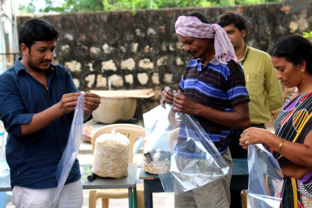 Mushroom Cultivation