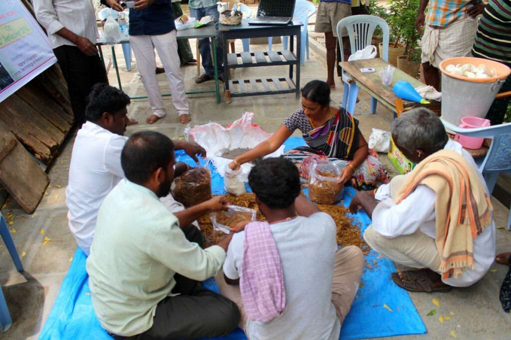 Mushroom Cultivation