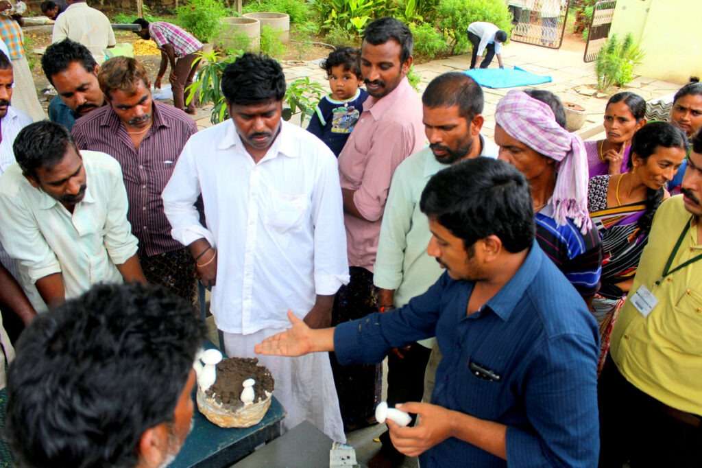 Mushroom Cultivation