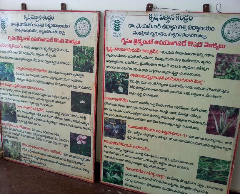 Workshop on Milky Mushroom Cultivation