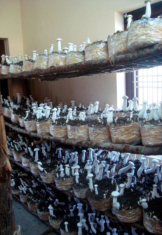 Milky Mushroom Farming by Women
