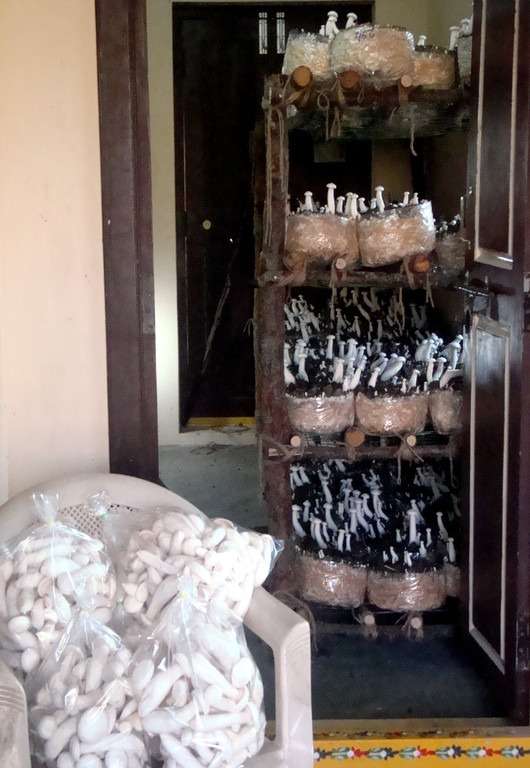 Milky Mushroom Farming by Women