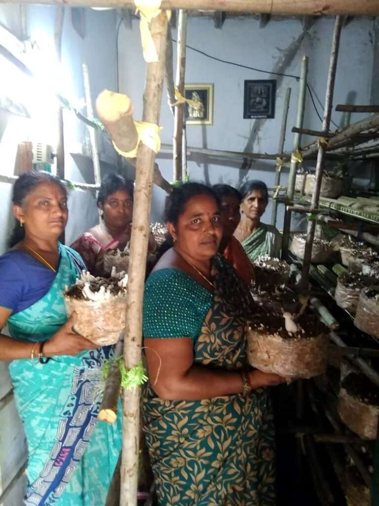 Milky Mushroom Farming by Women