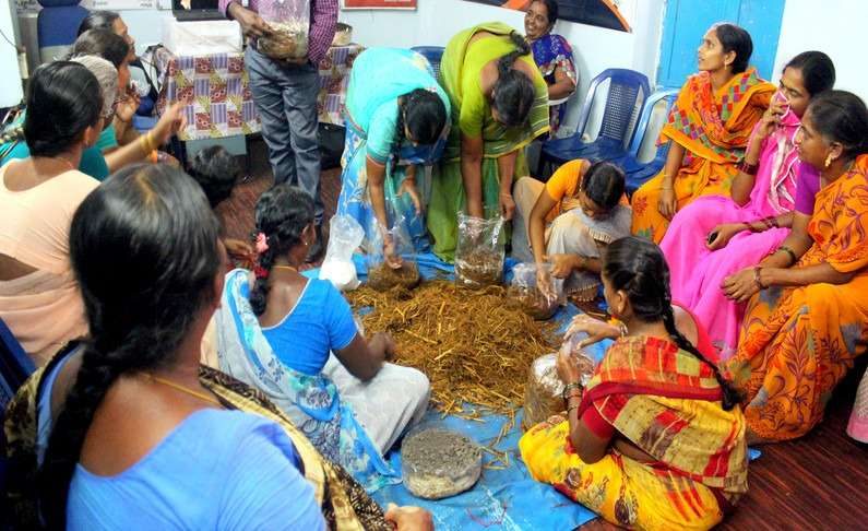 Milky Mushroom Farming by Women