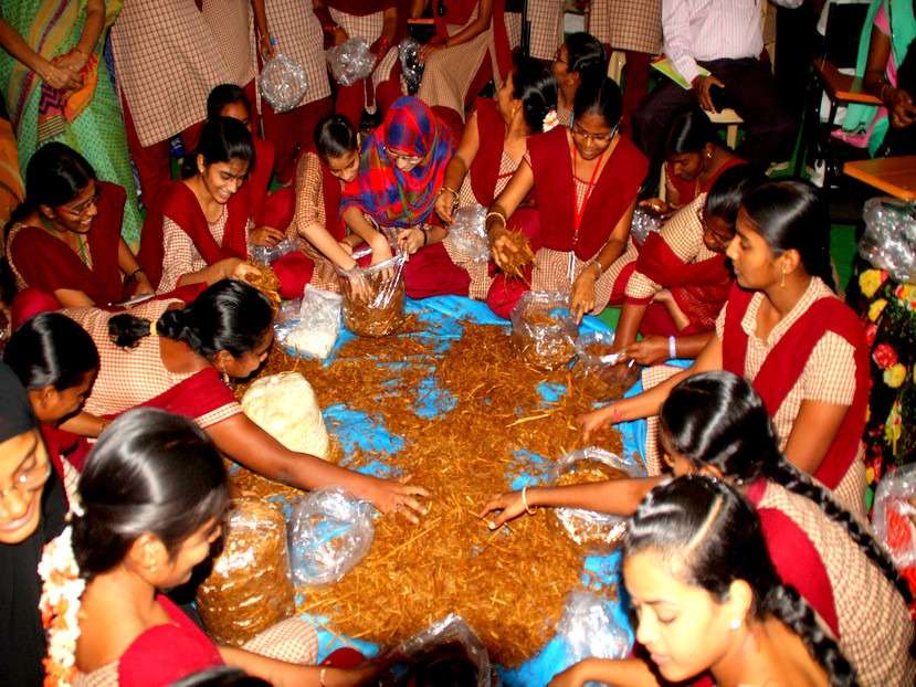 Milky Mushroom Cultivation