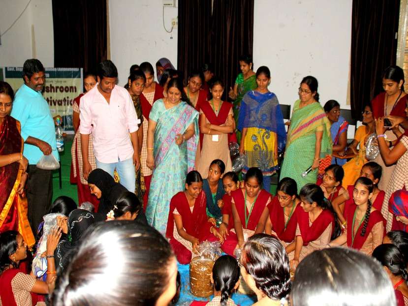 Milky Mushroom Cultivation