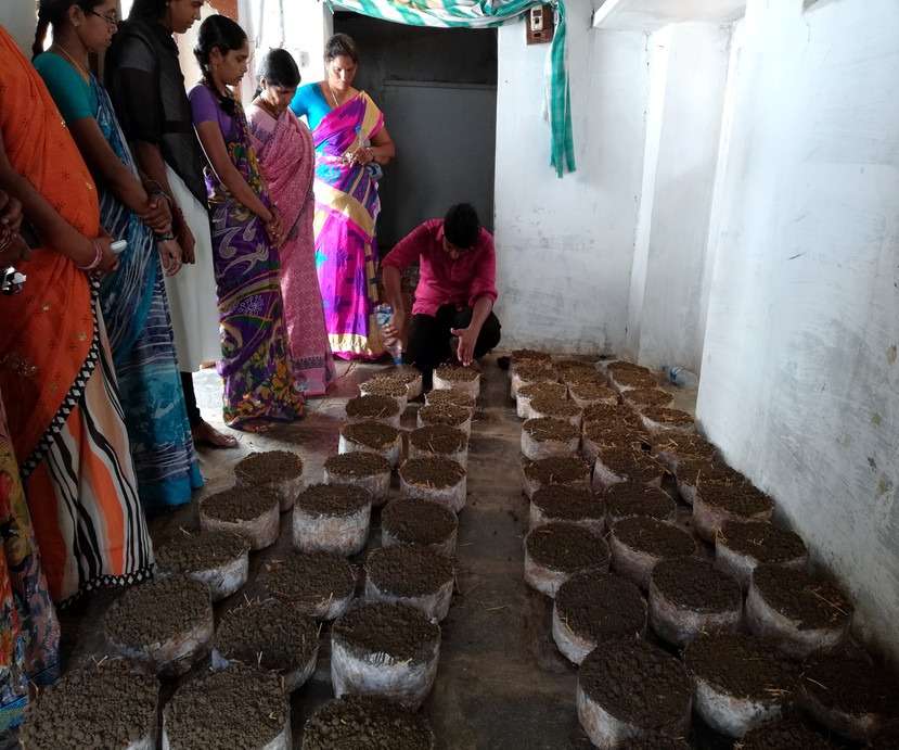 Milky Mushroom Farming by Women