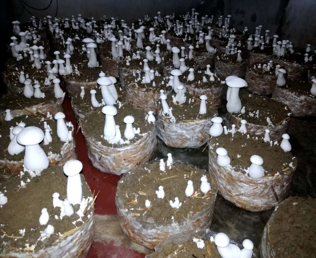 Milky Mushroom Farming by Women