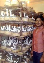 Mushrooms