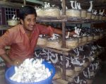 Mushroom Cultivation in an Apartment