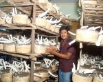 Milky Mushroom Cultivation