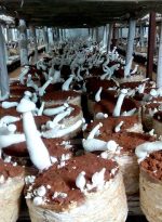 Huge Mushroom Crop